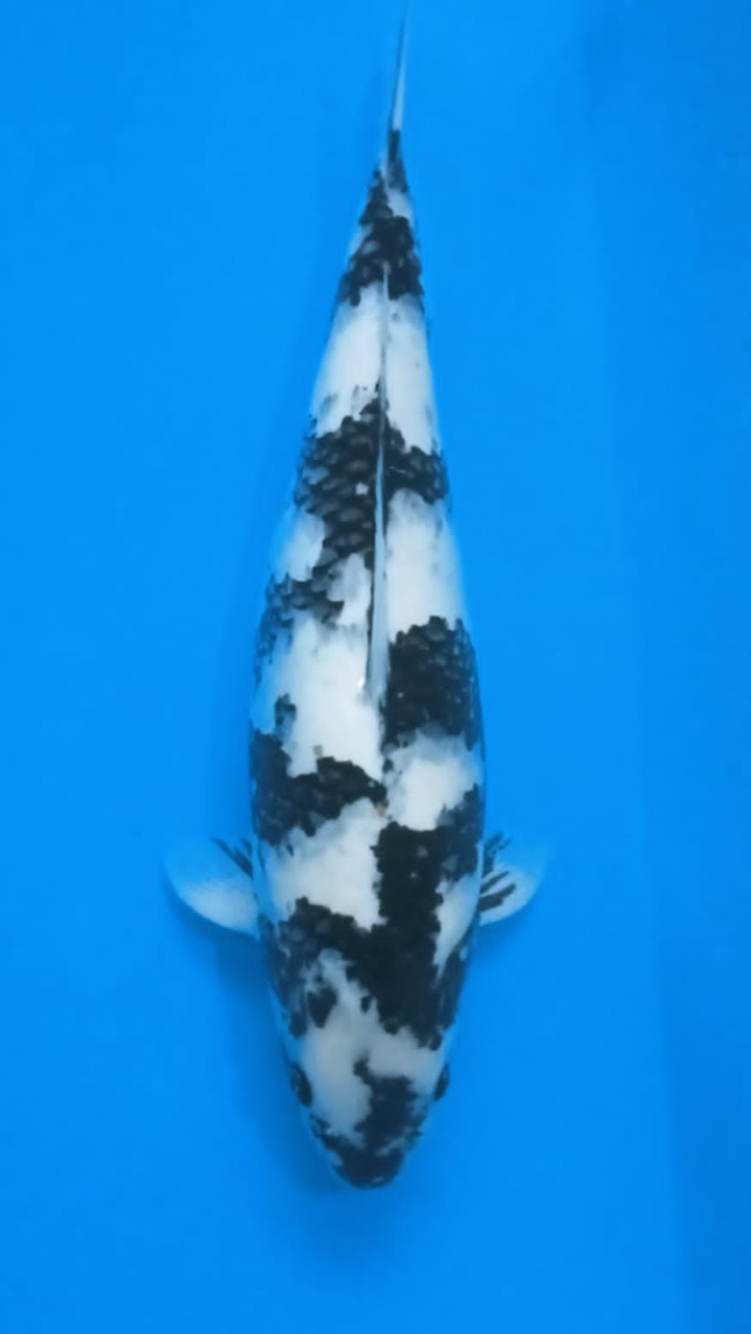 Juara 5