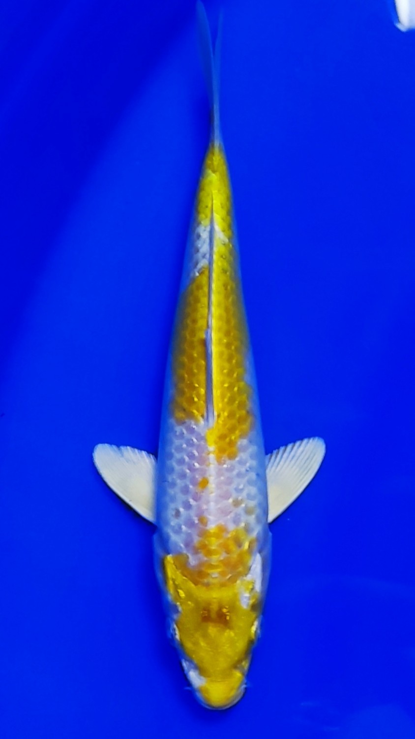 Juara 5