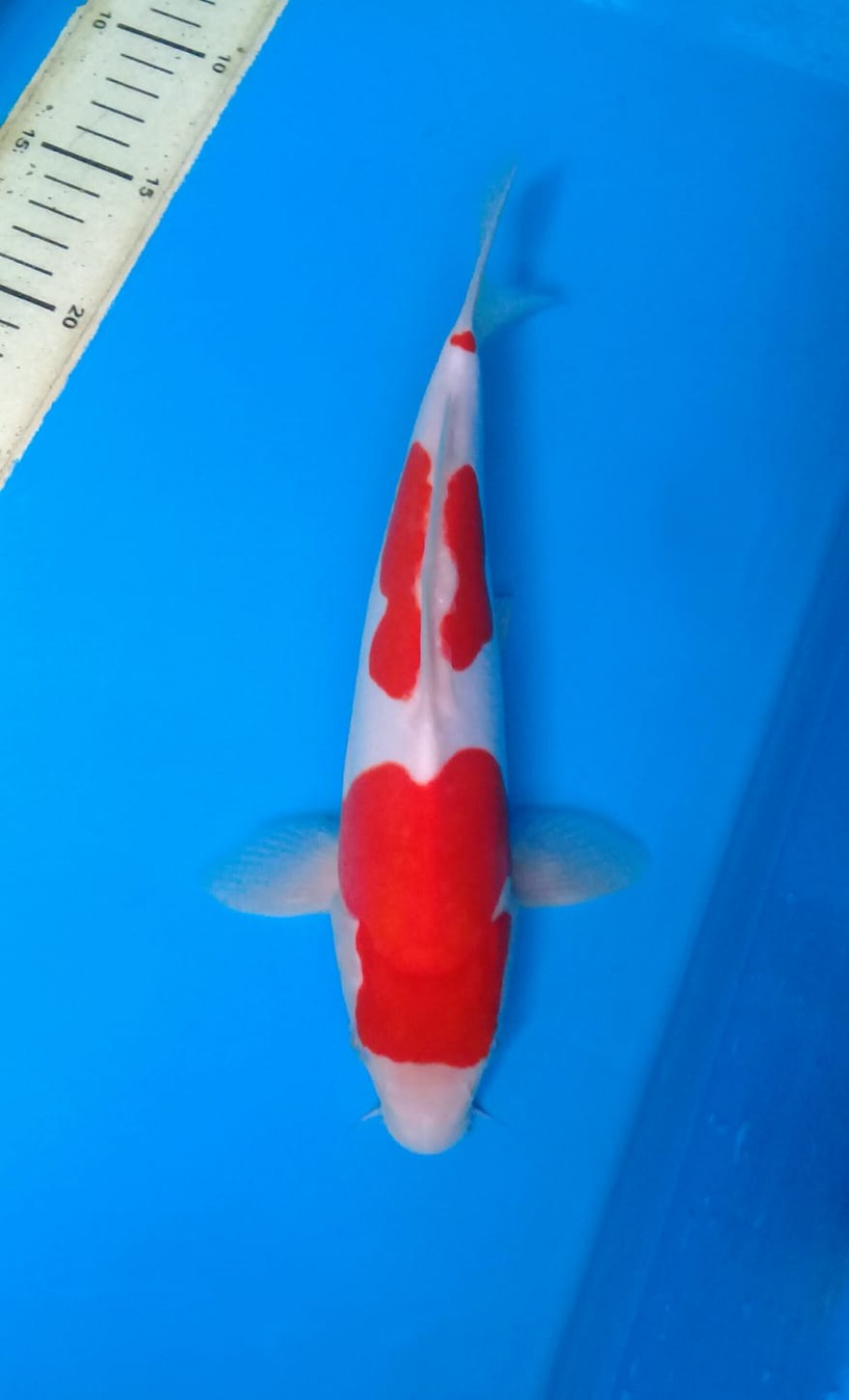 Juara 5