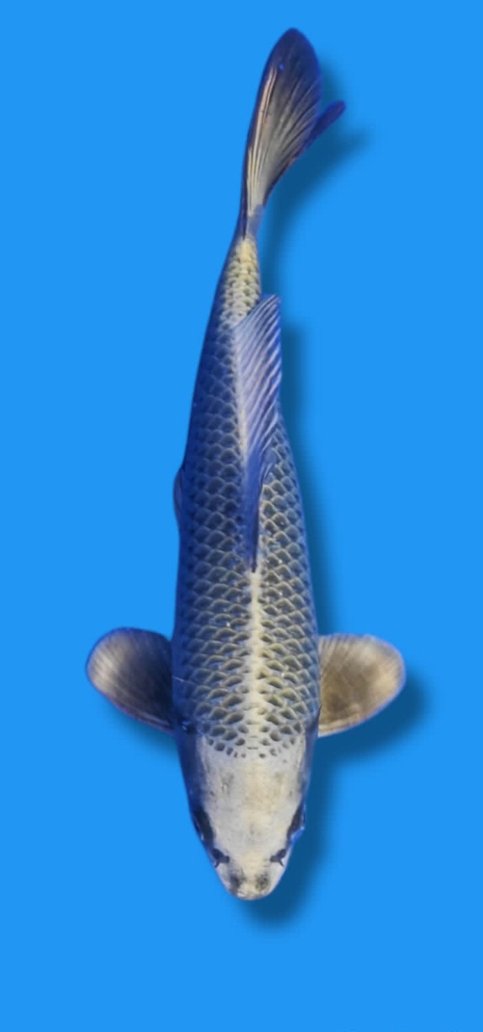 Juara 4