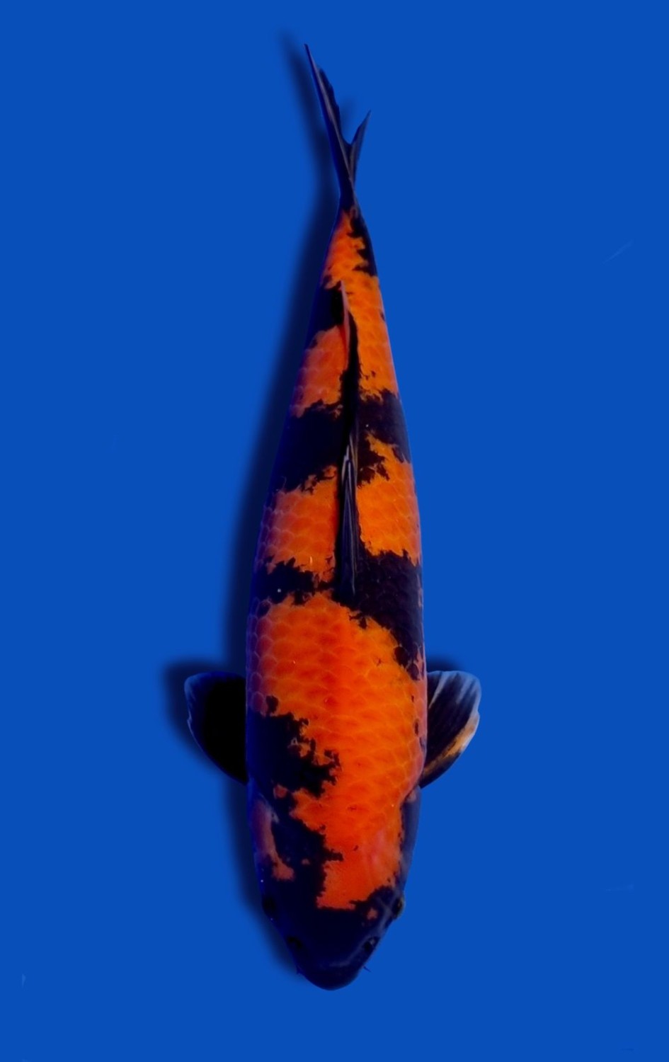 Juara 1
