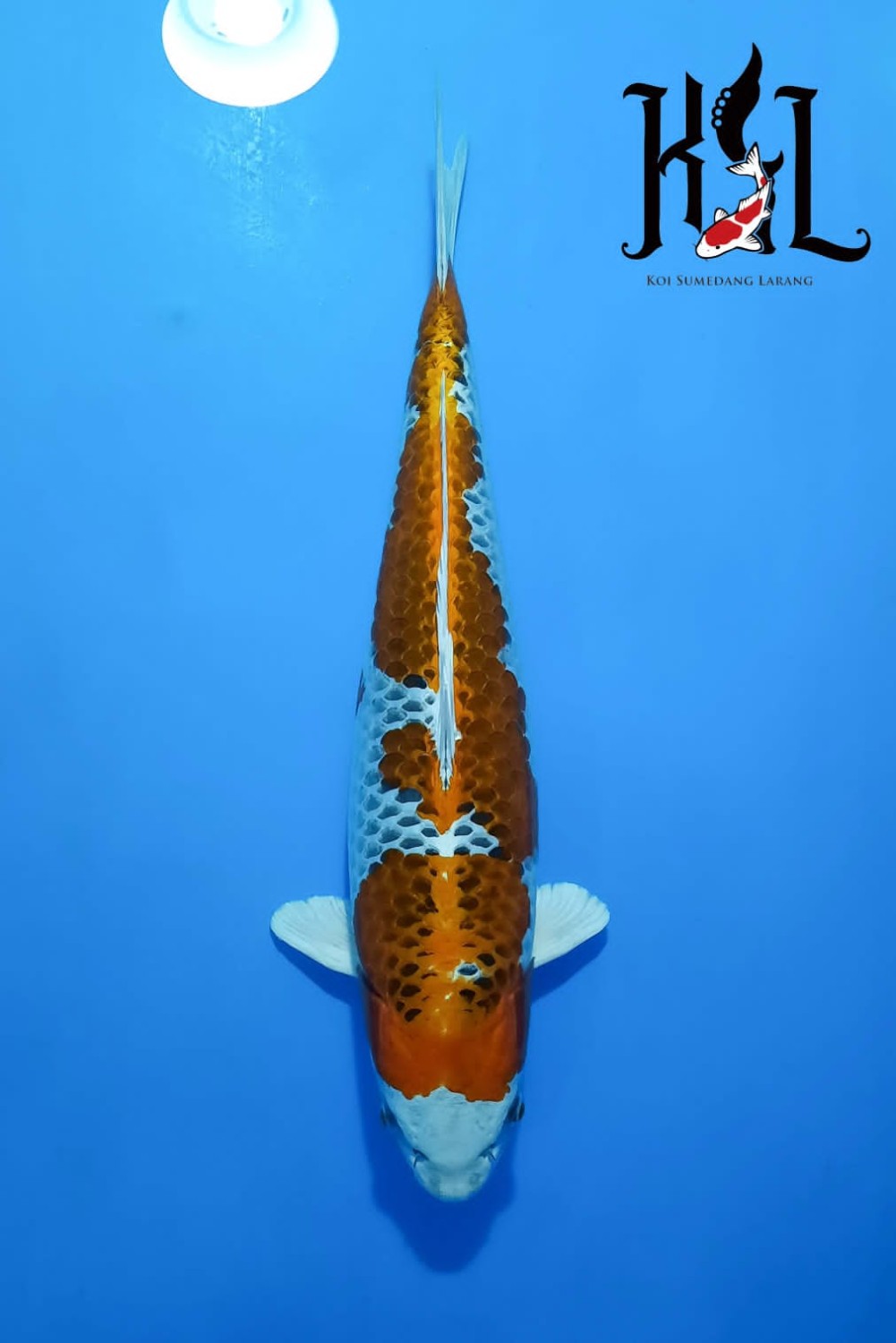 Juara 3