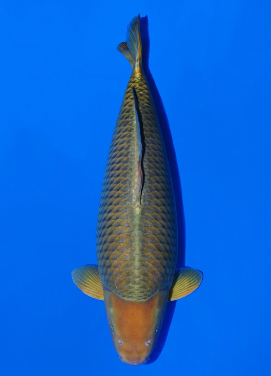 Juara 2