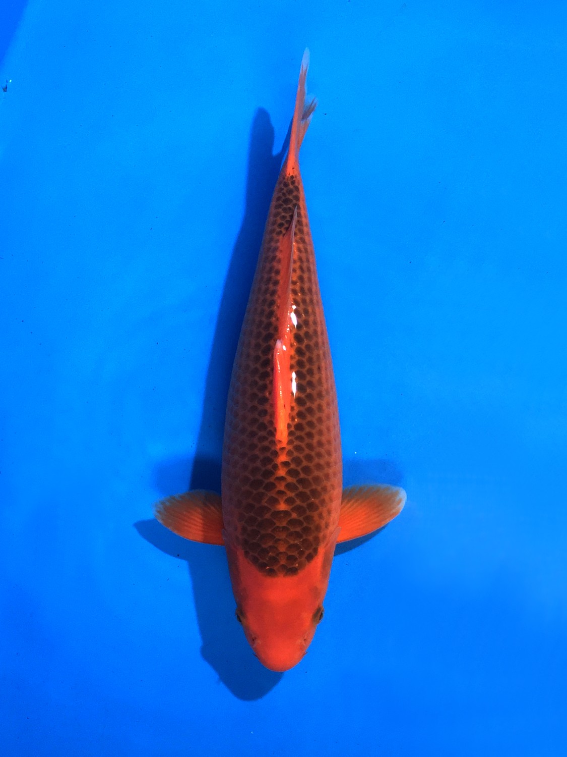 Juara 1