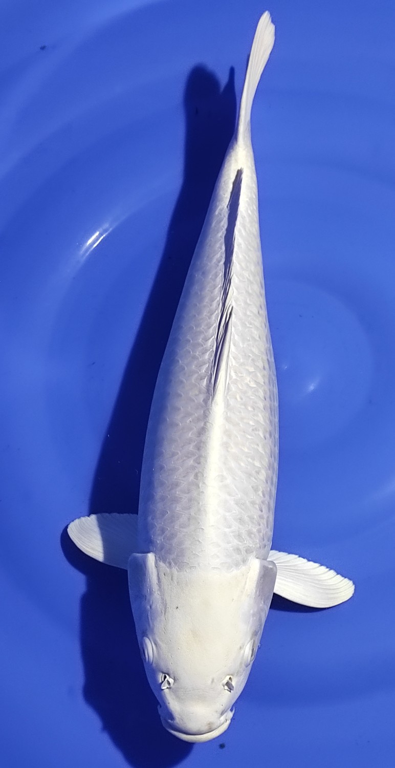 Juara 1
