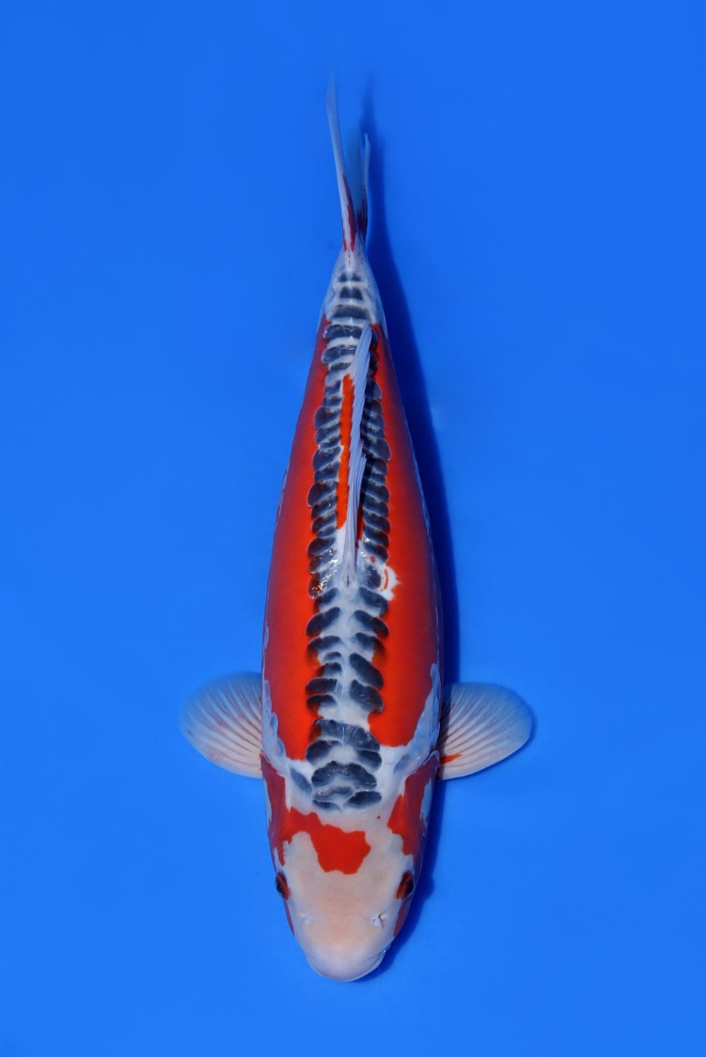 Best In Size D 51 - 55 cm