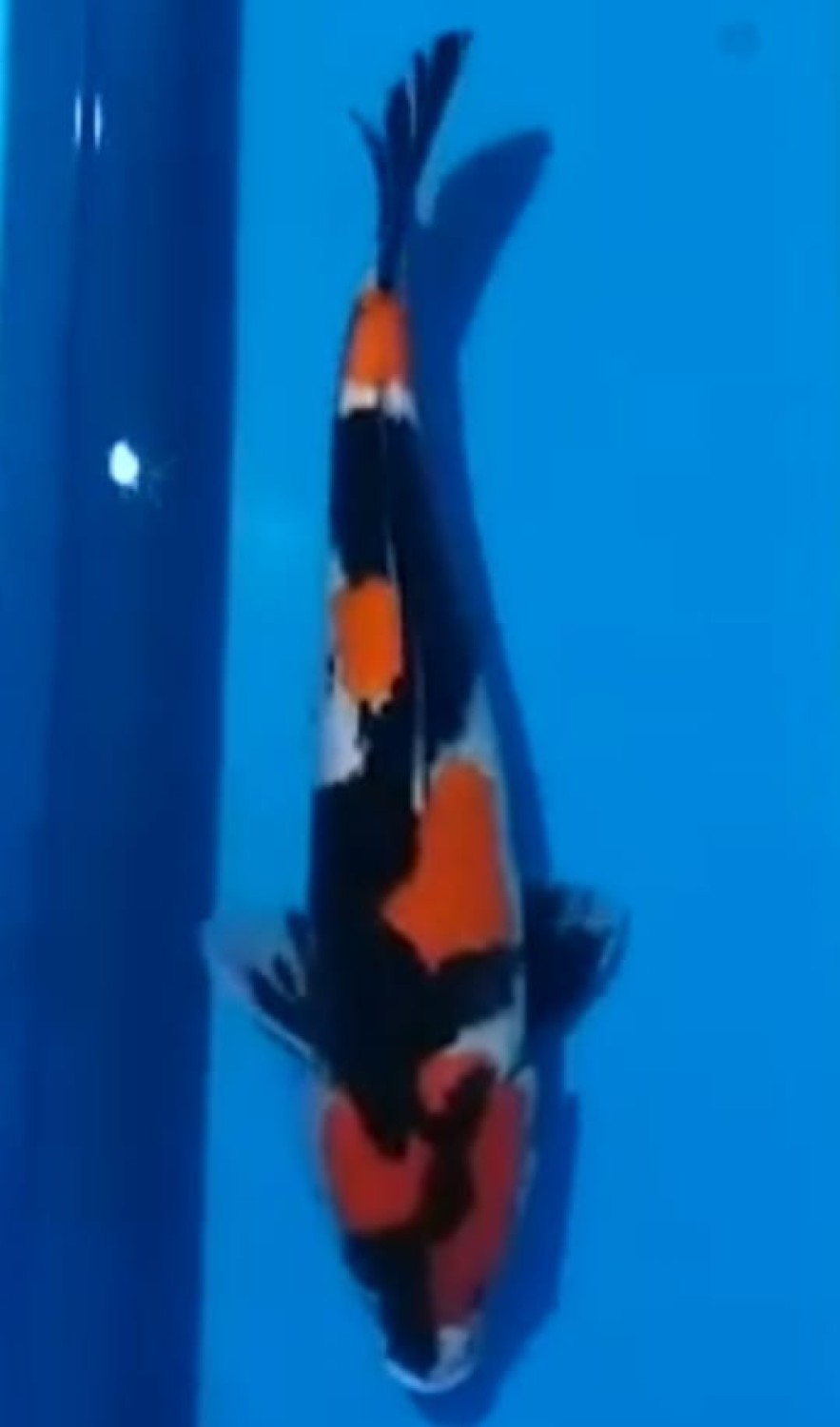 Juara 2