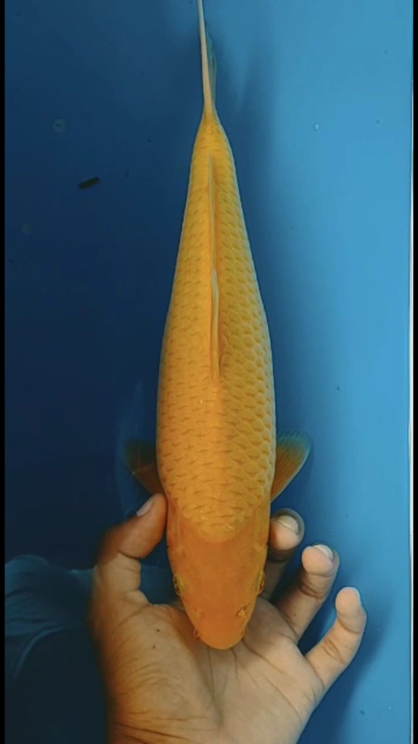 Juara 1