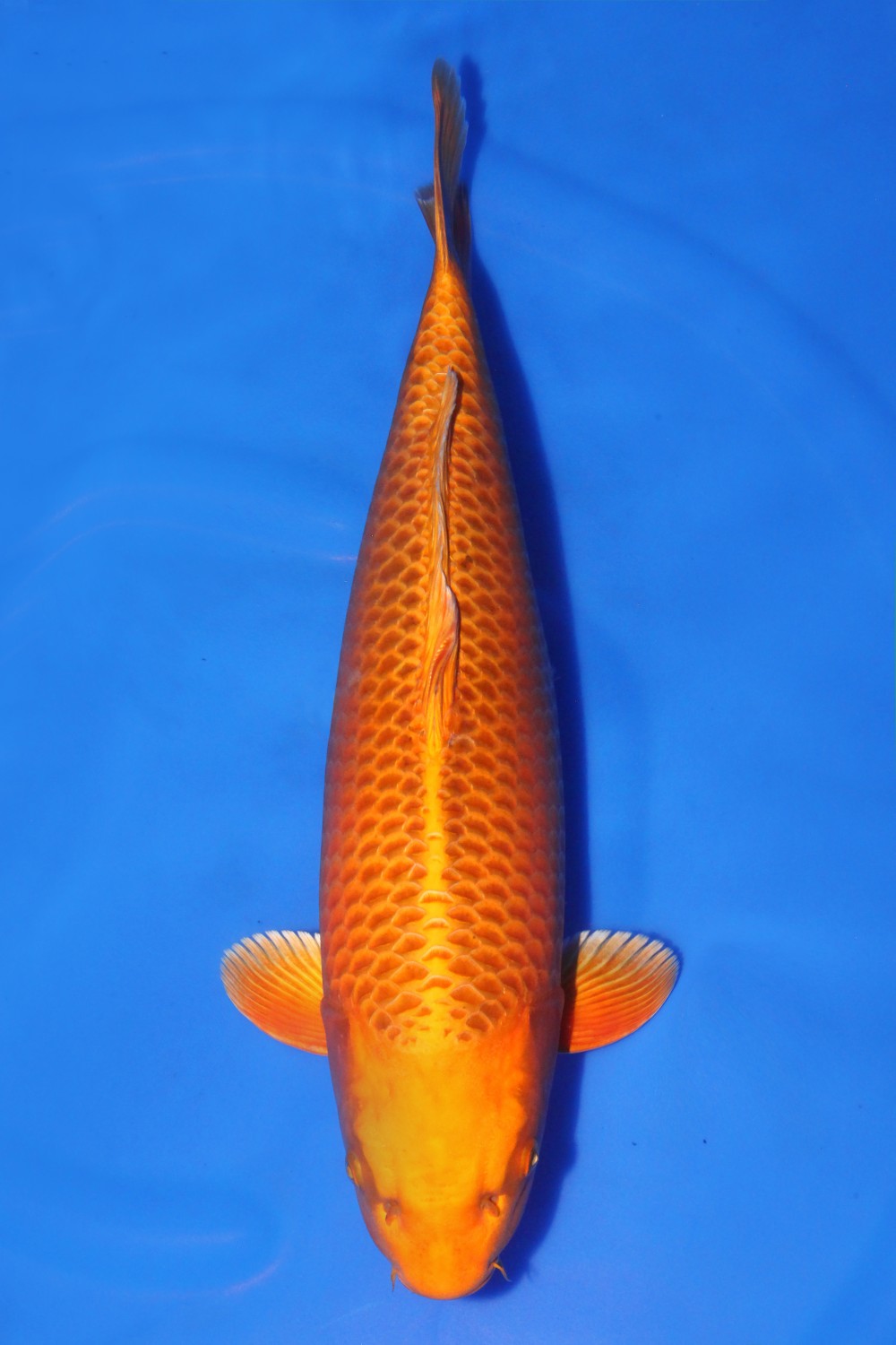 Juara 2