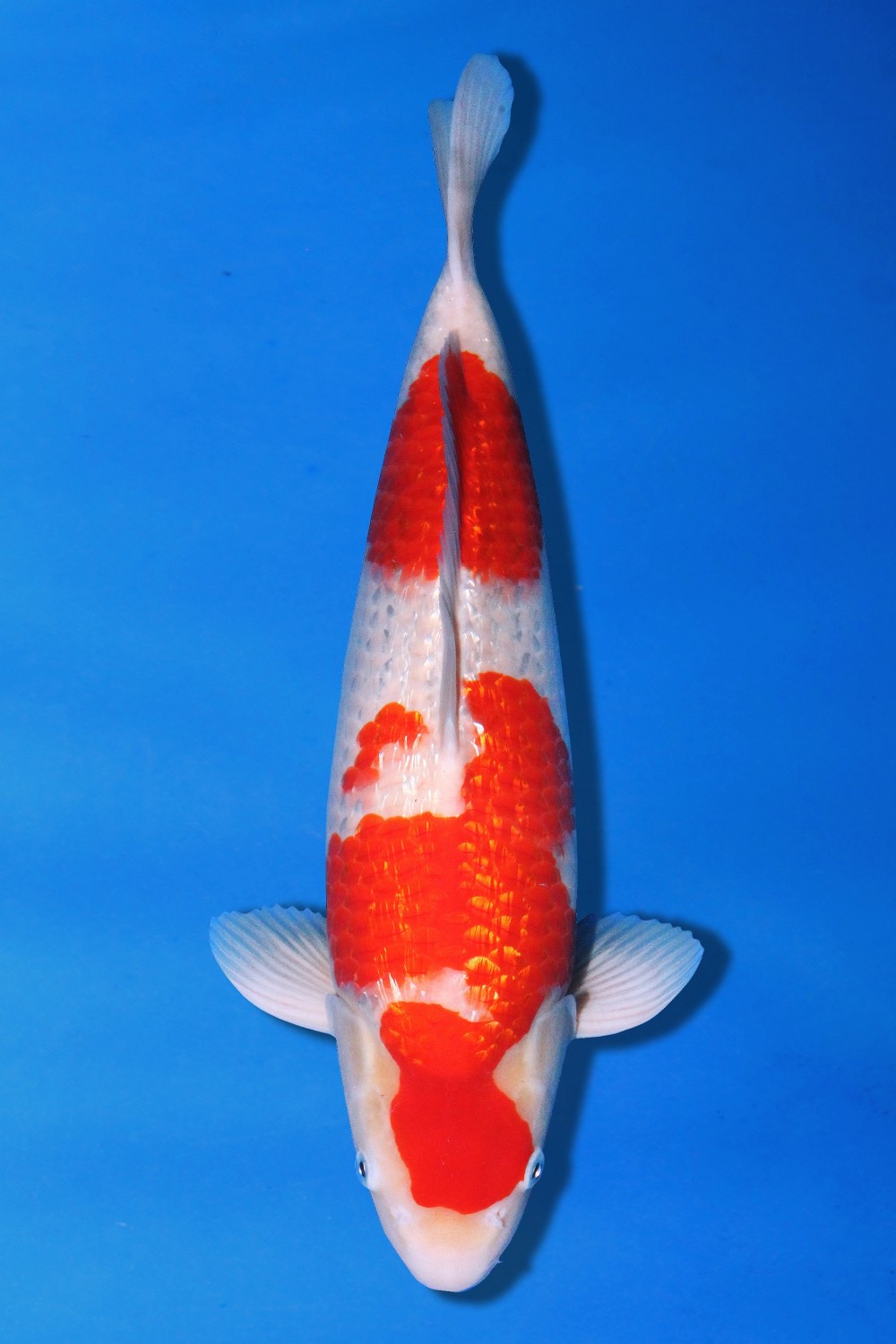 Juara 1