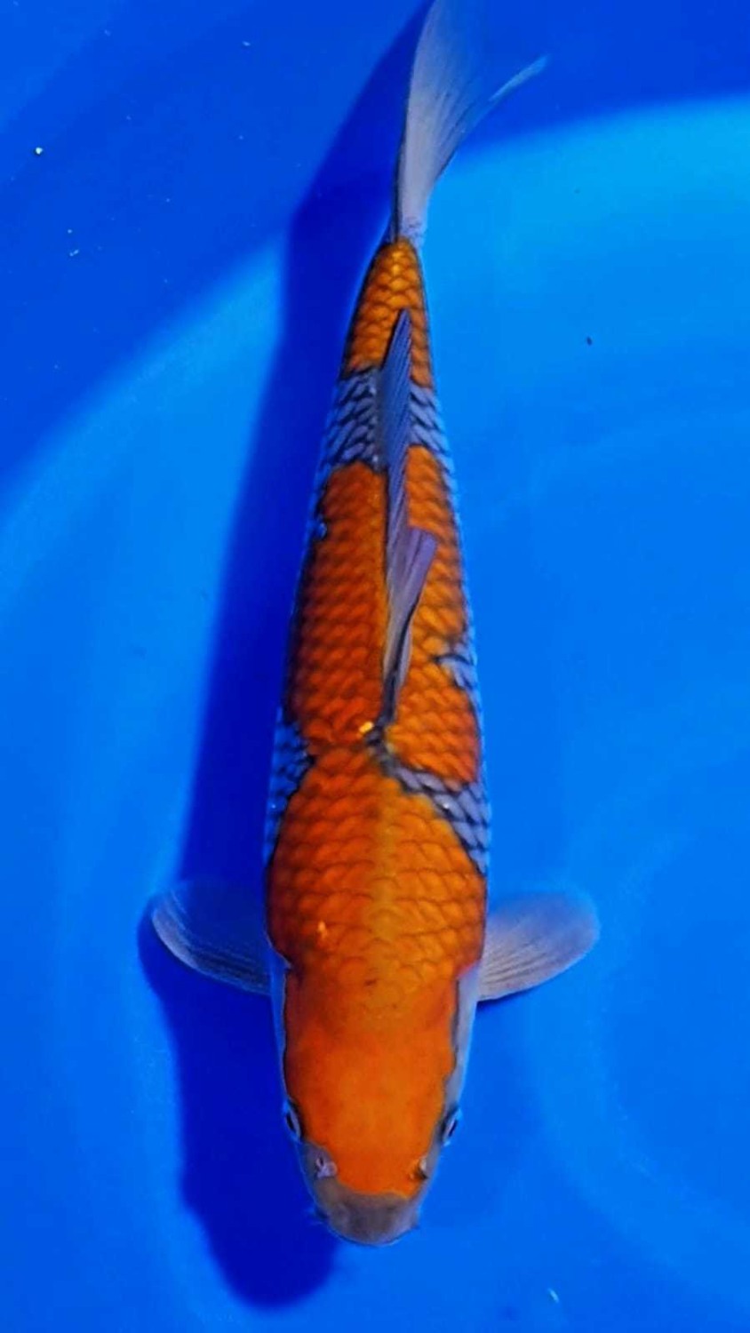 Juara 1