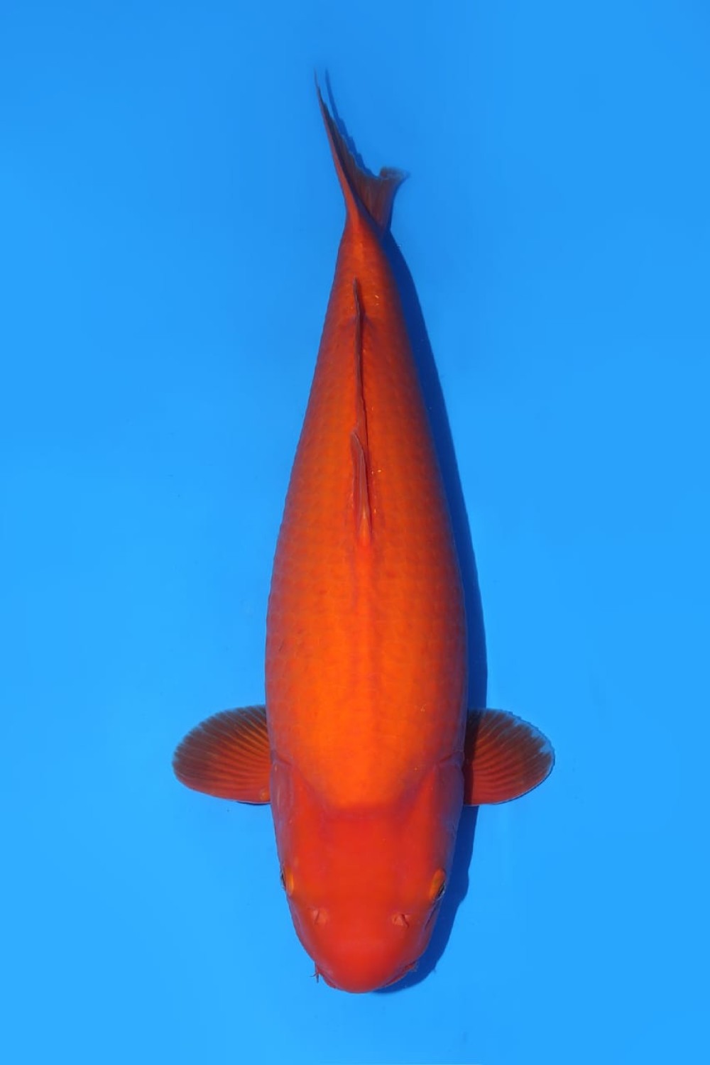 Juara 1