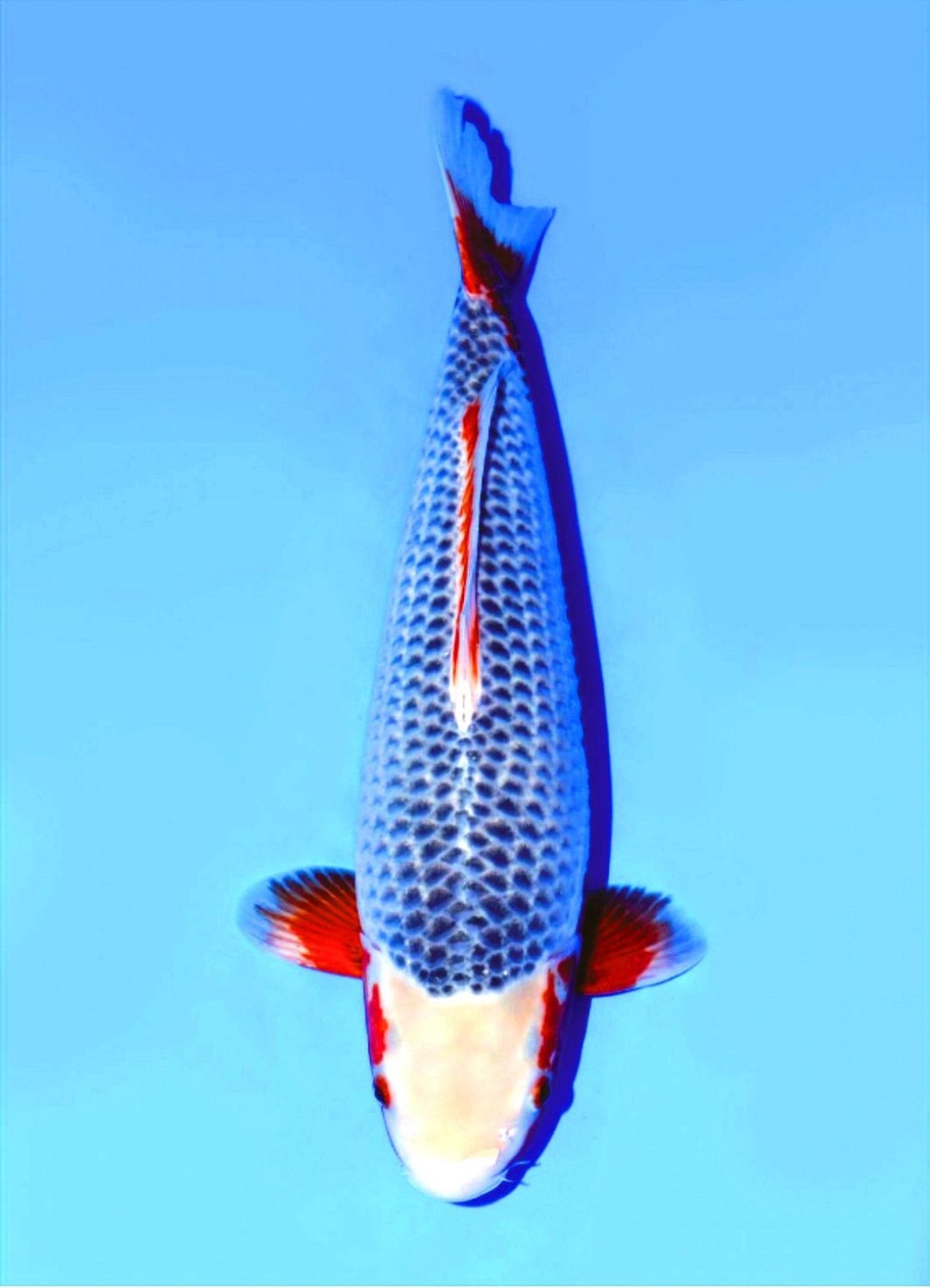 Juara 1