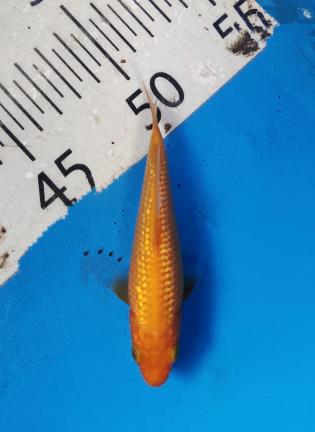 Best In Size E Up To 12 cm
