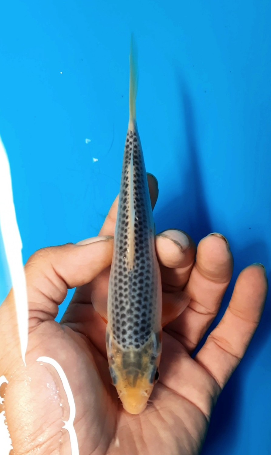 Juara 4