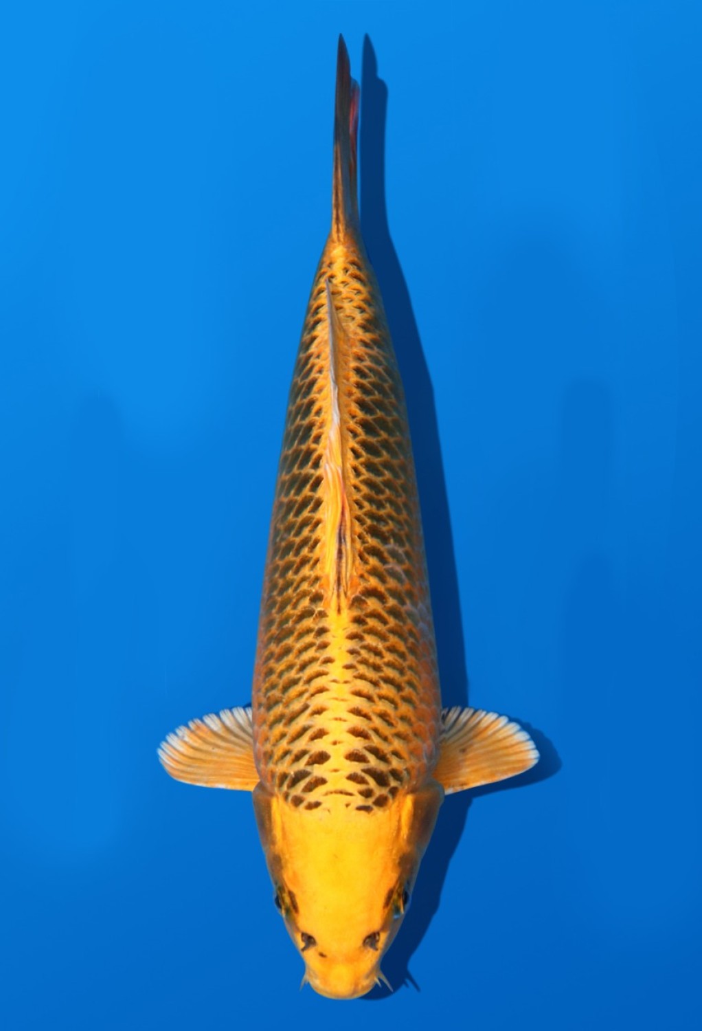 Juara 1