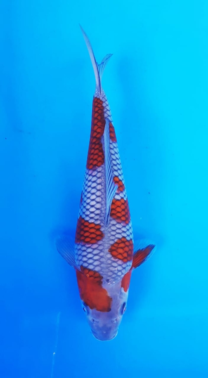 Juara 4