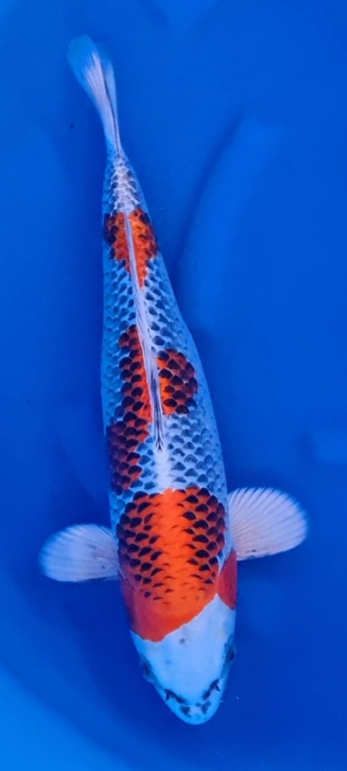 Juara 1