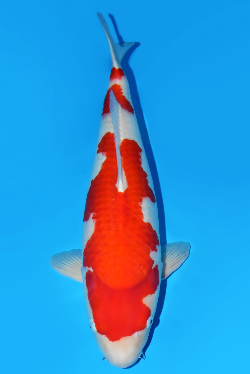 Juara 5