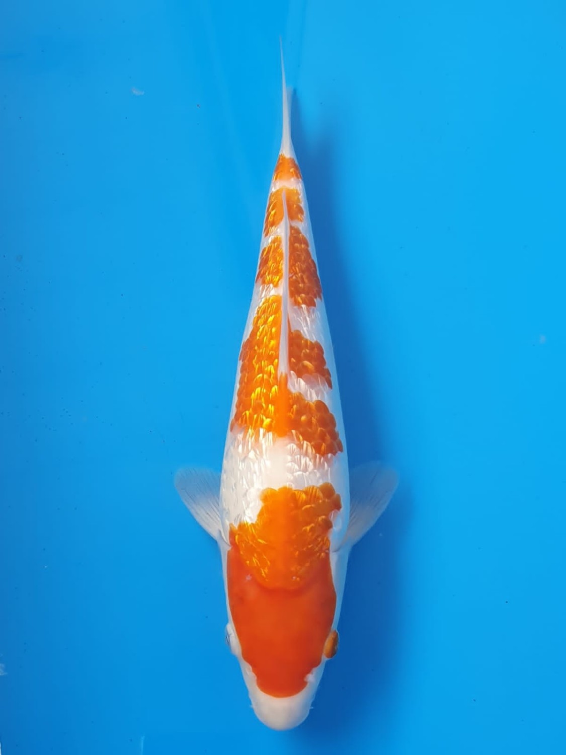 Juara 5