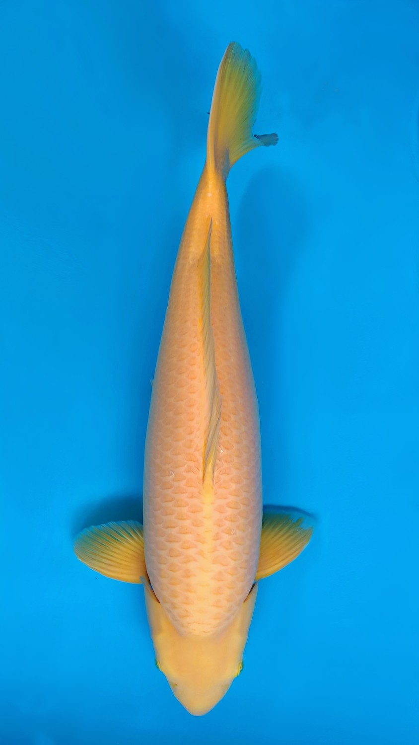 Best In Size E 61 - 65 cm