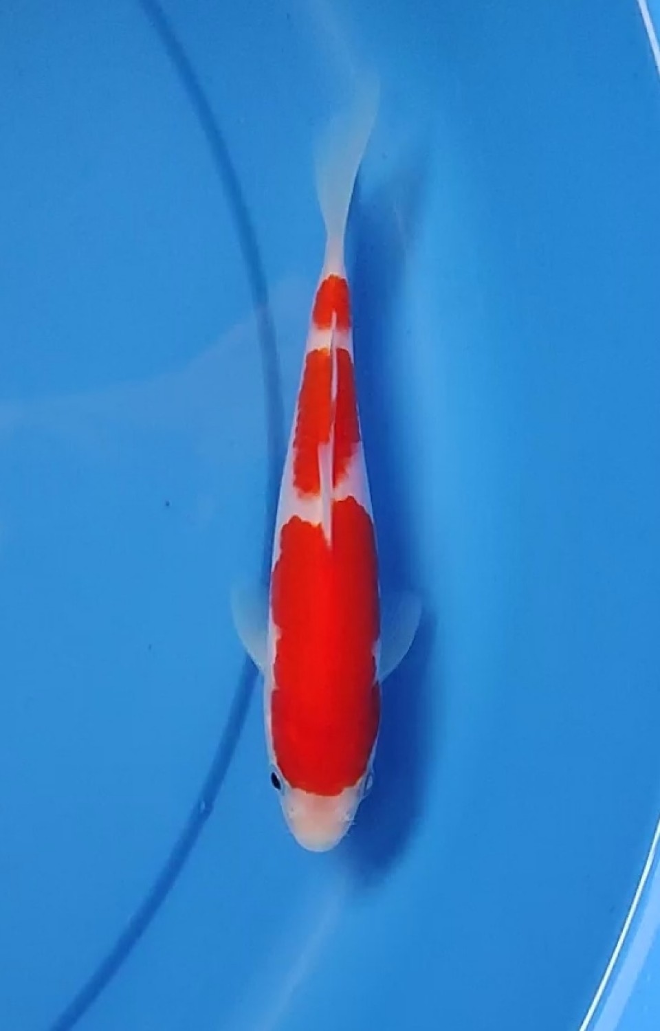 Best In Size A 13-15 cm