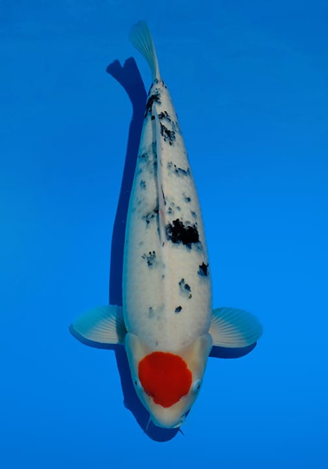 Juara 2