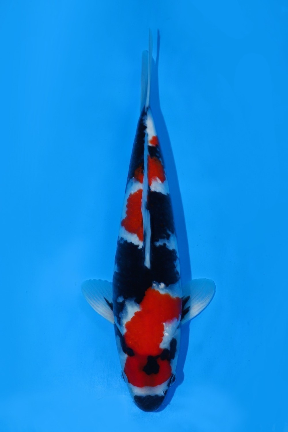 Juara 1