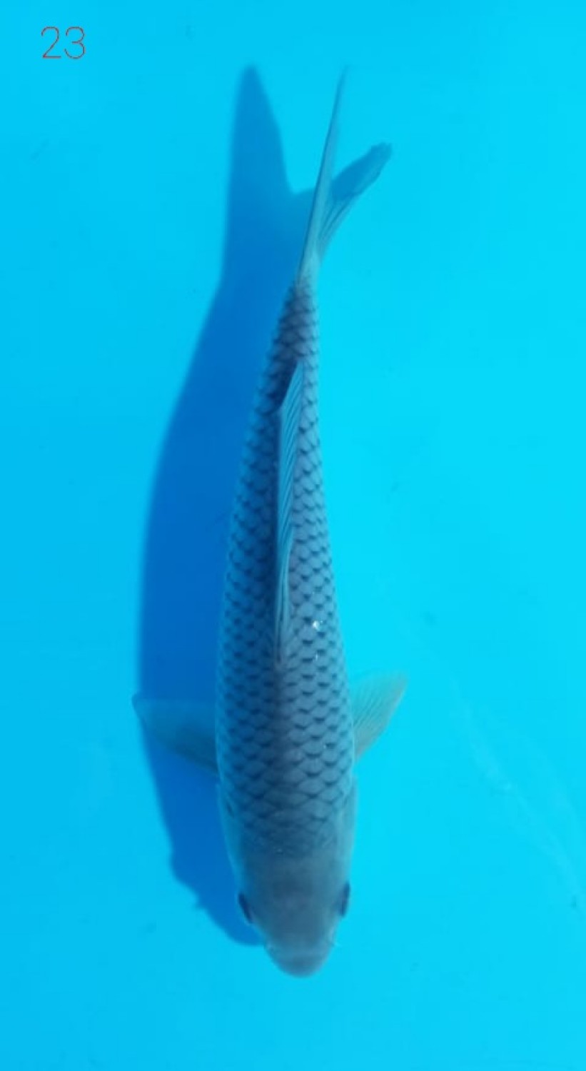 Juara 5