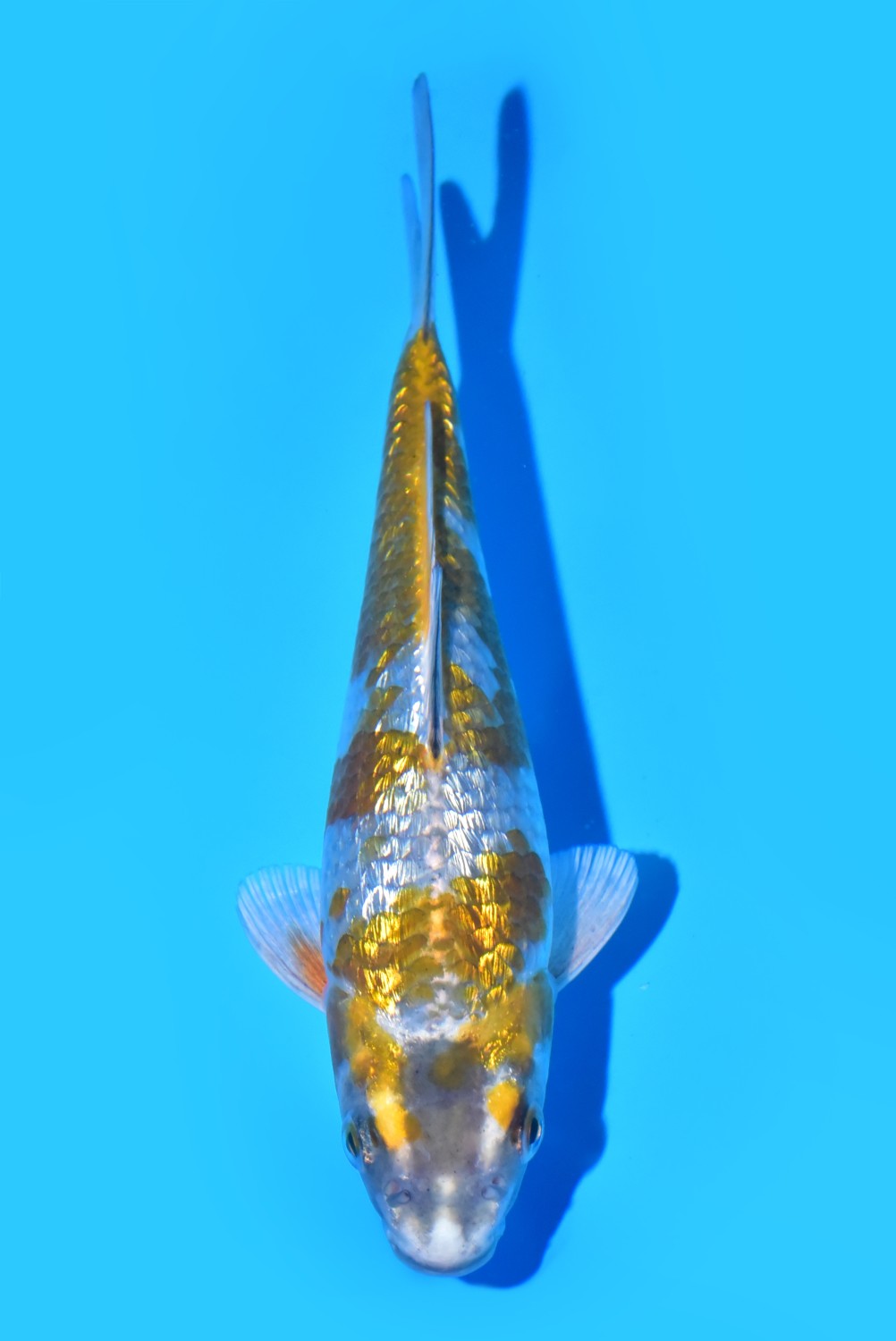 Juara 4
