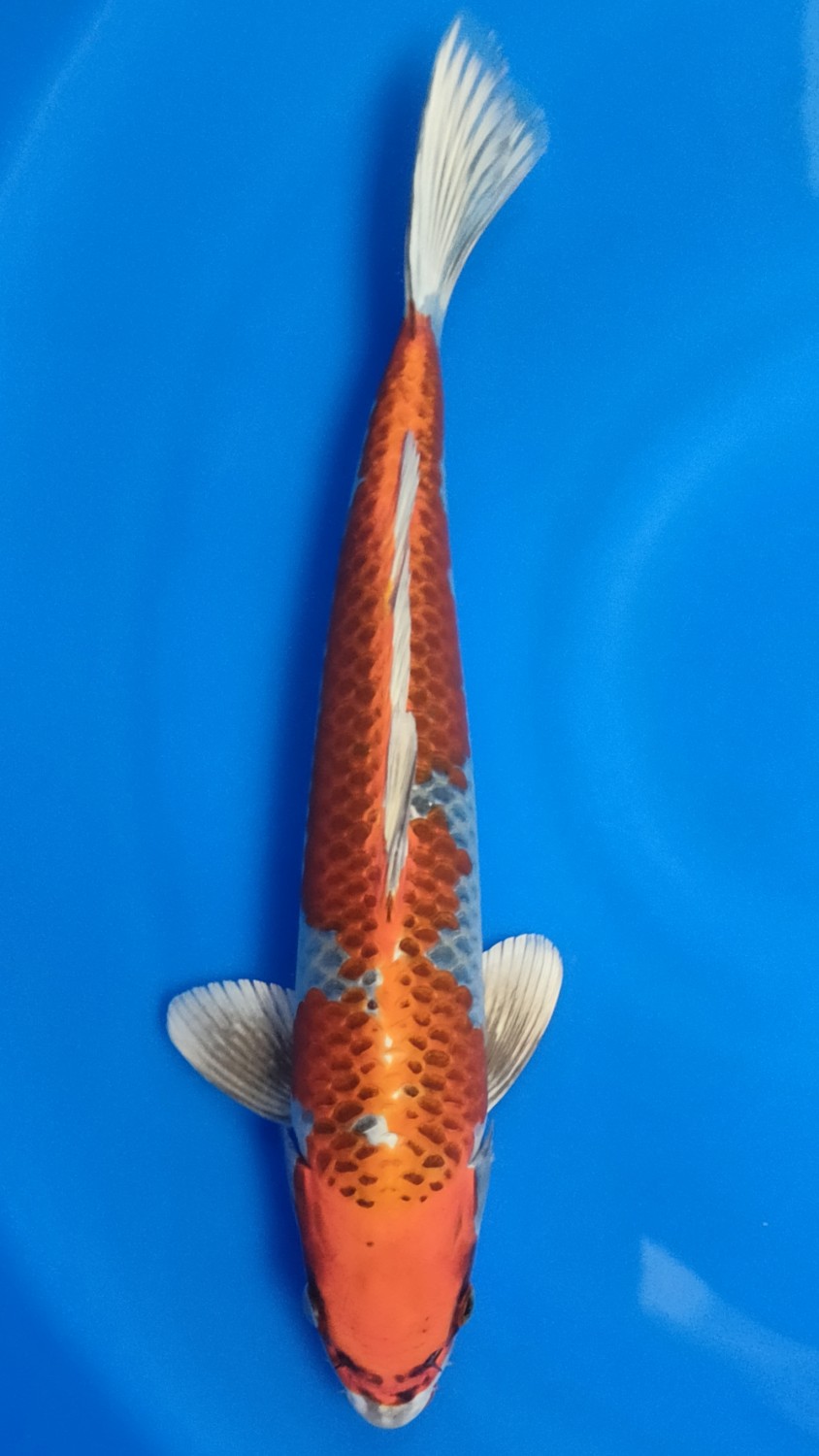 Juara 3