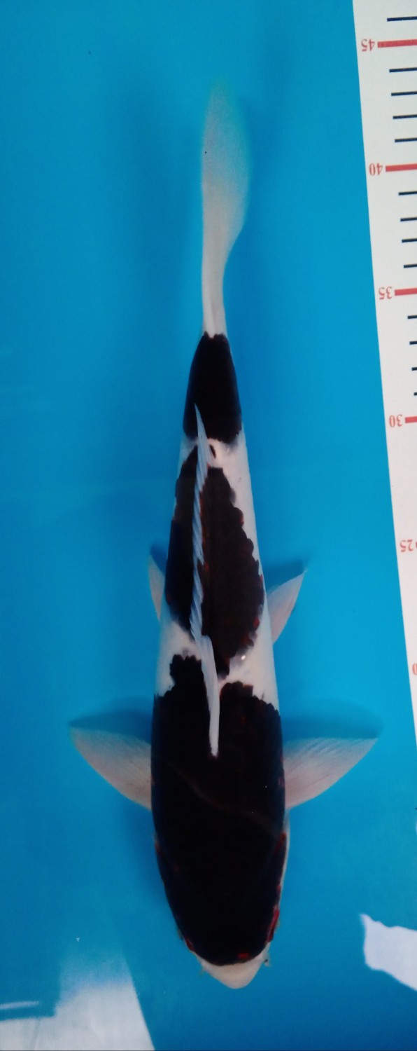 Juara 1