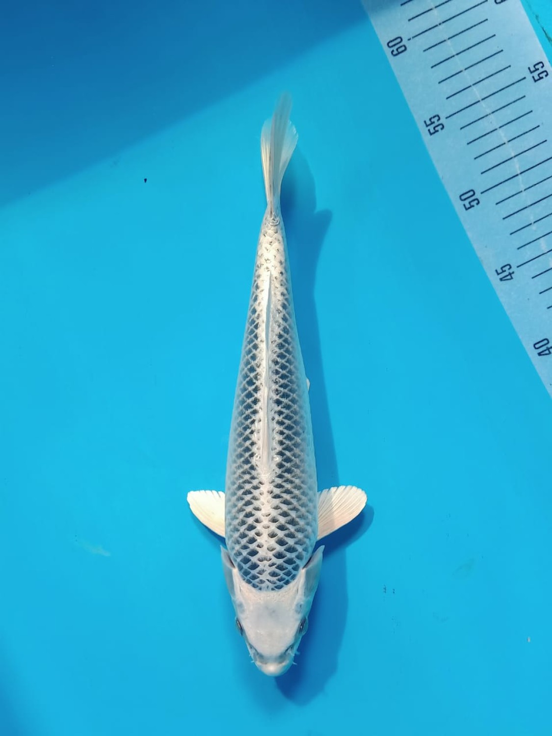 Juara 1