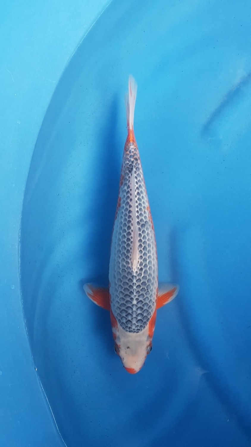 Juara 5