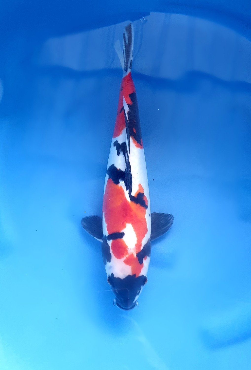 Juara 5