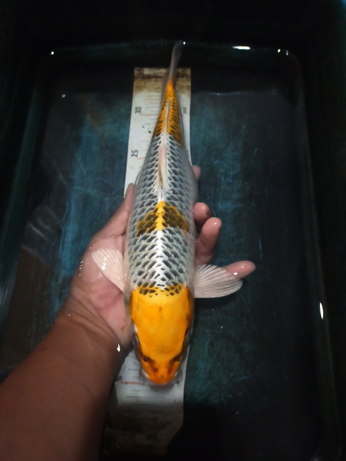 Juara 3