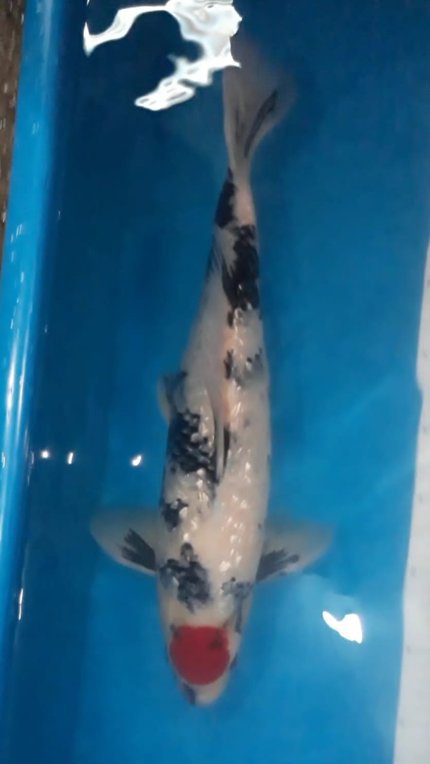Juara 3