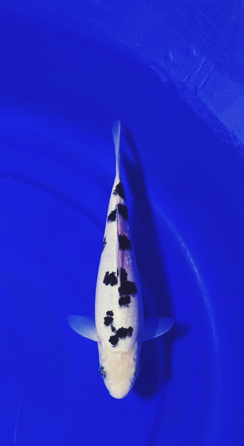 Juara 2
