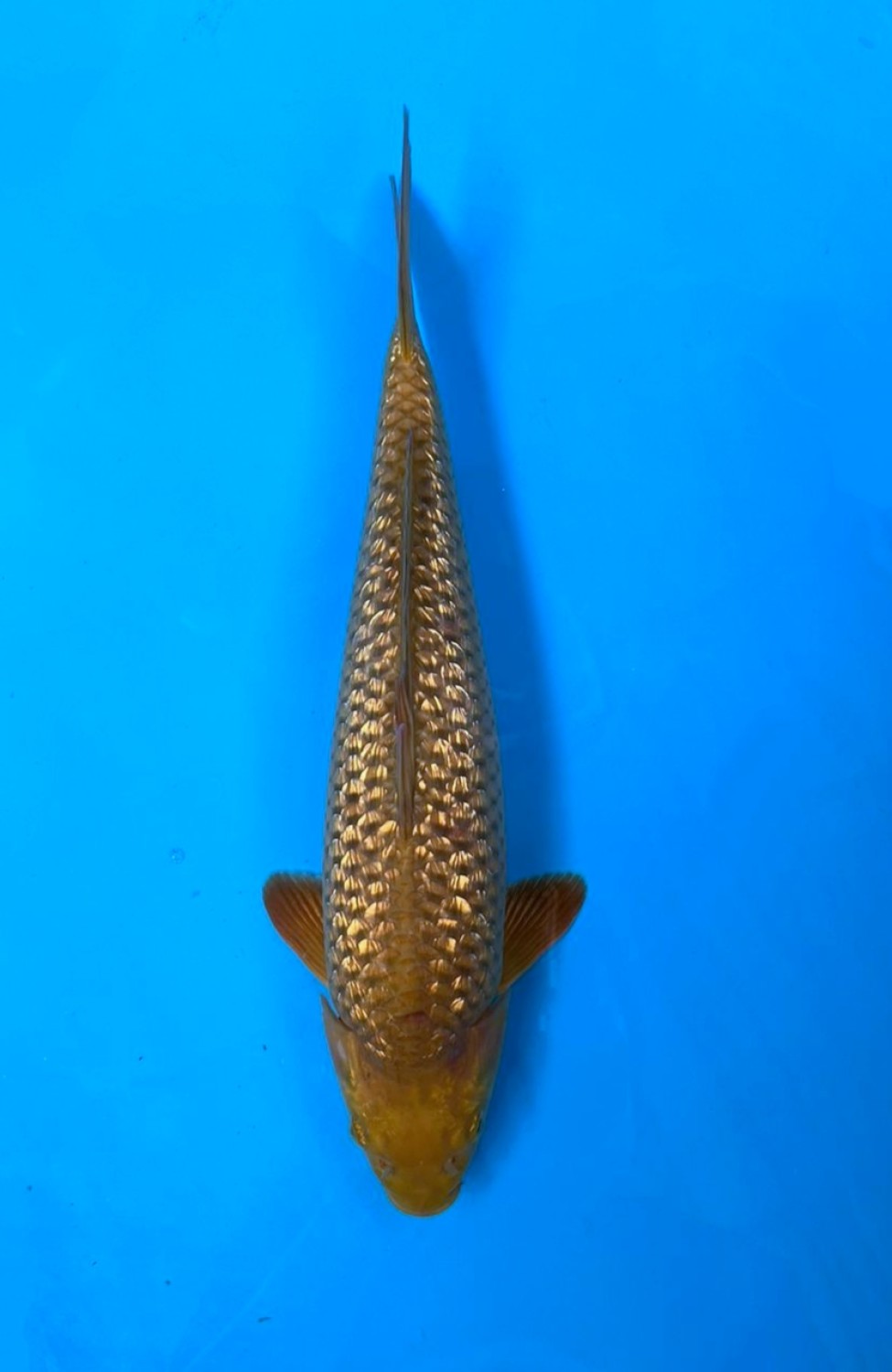 Juara 2