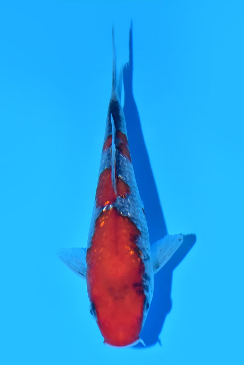 Juara 5