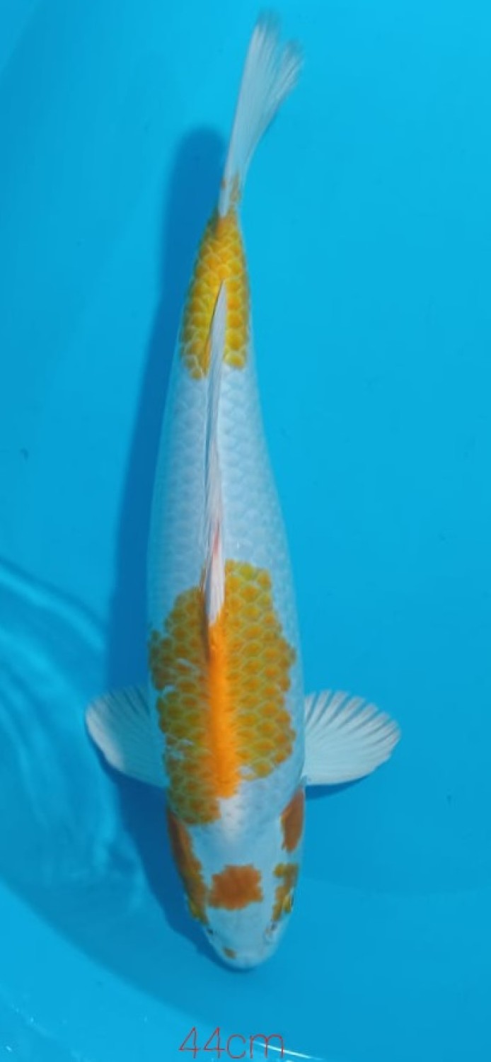 Juara 2