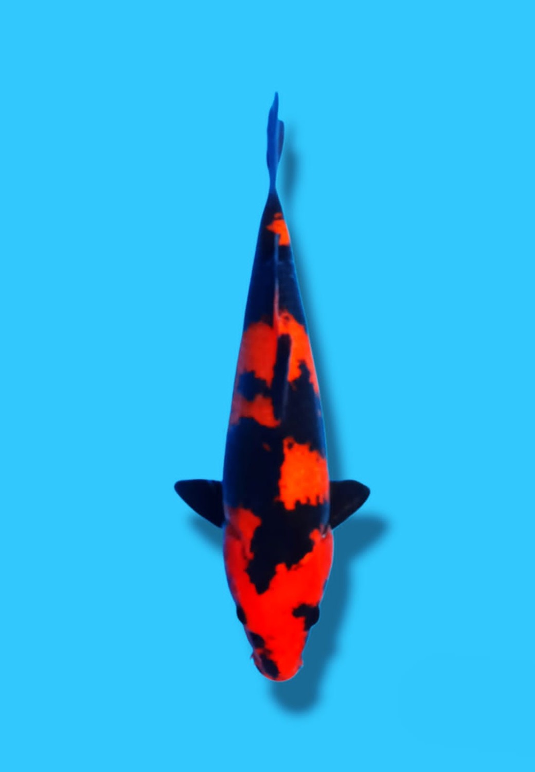 Best In Size D 21 - 25 cm