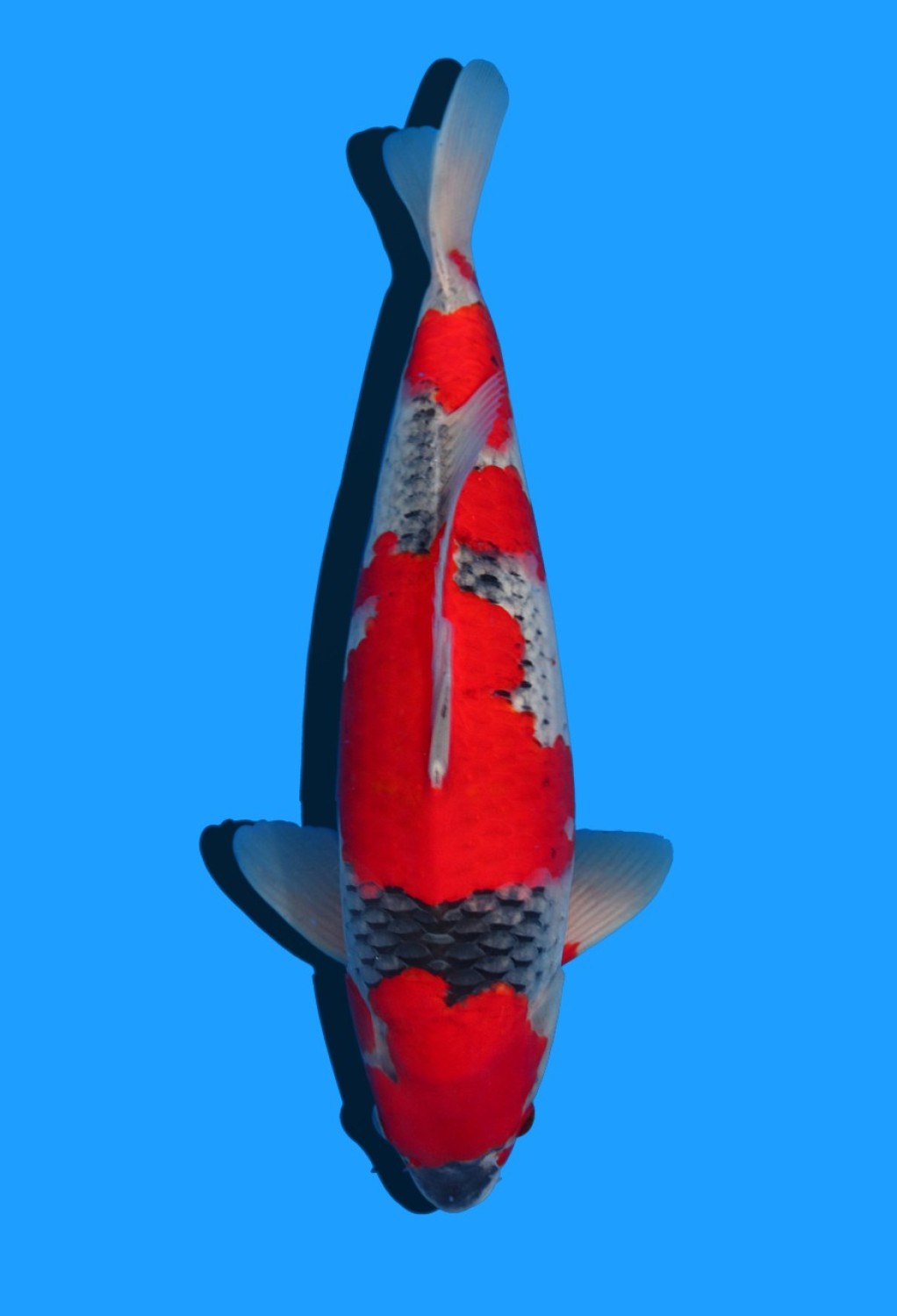 Best In Size B 41 - 45 cm