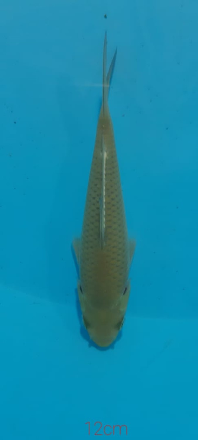 Juara 2