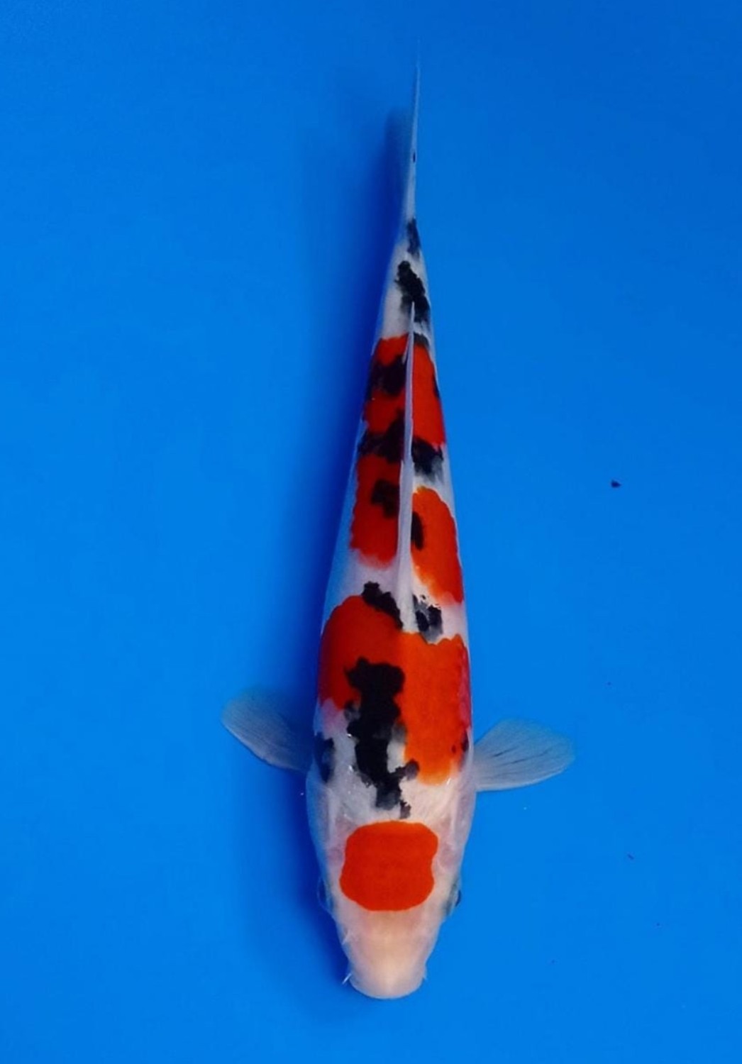 Juara 1