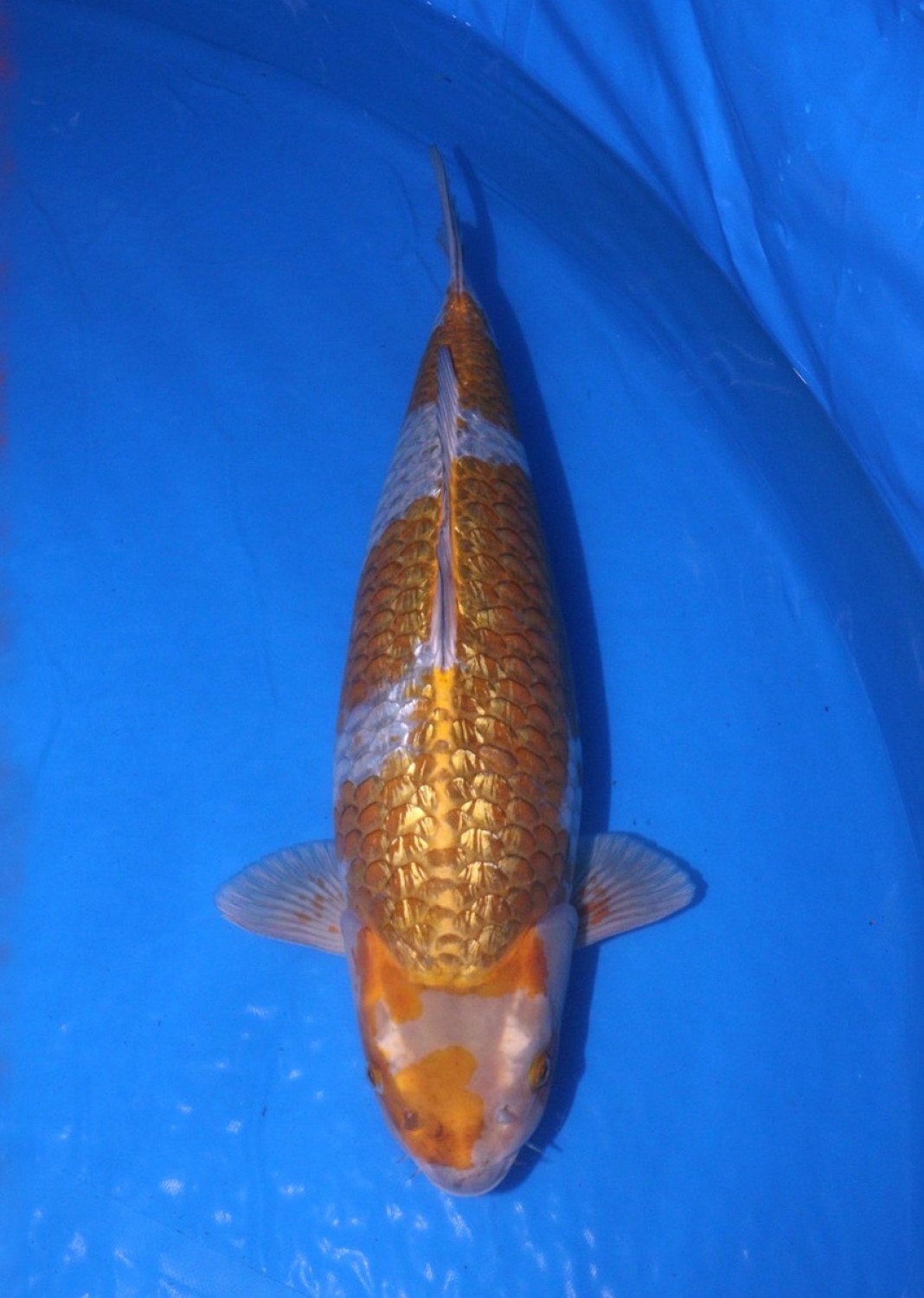 Juara 1