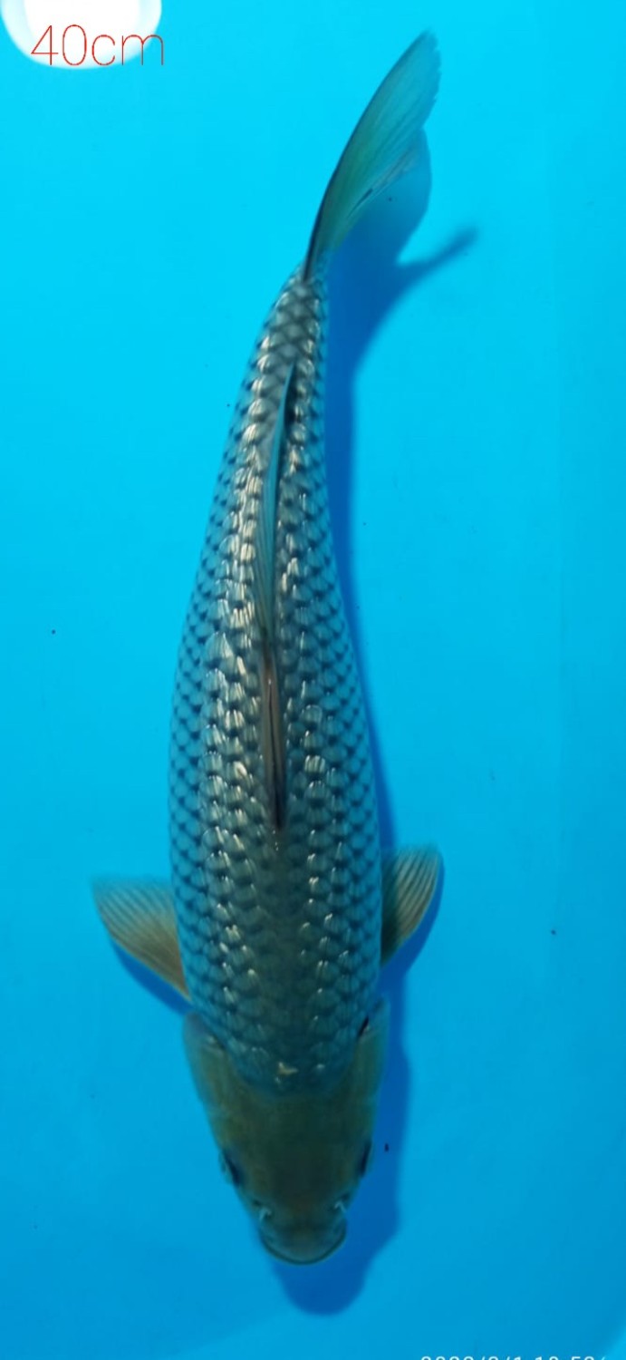 Juara 3