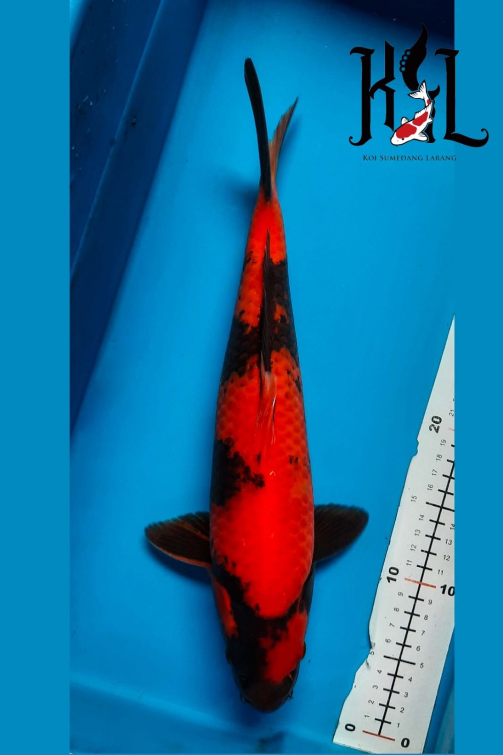Best In Size D 36 - 40 cm