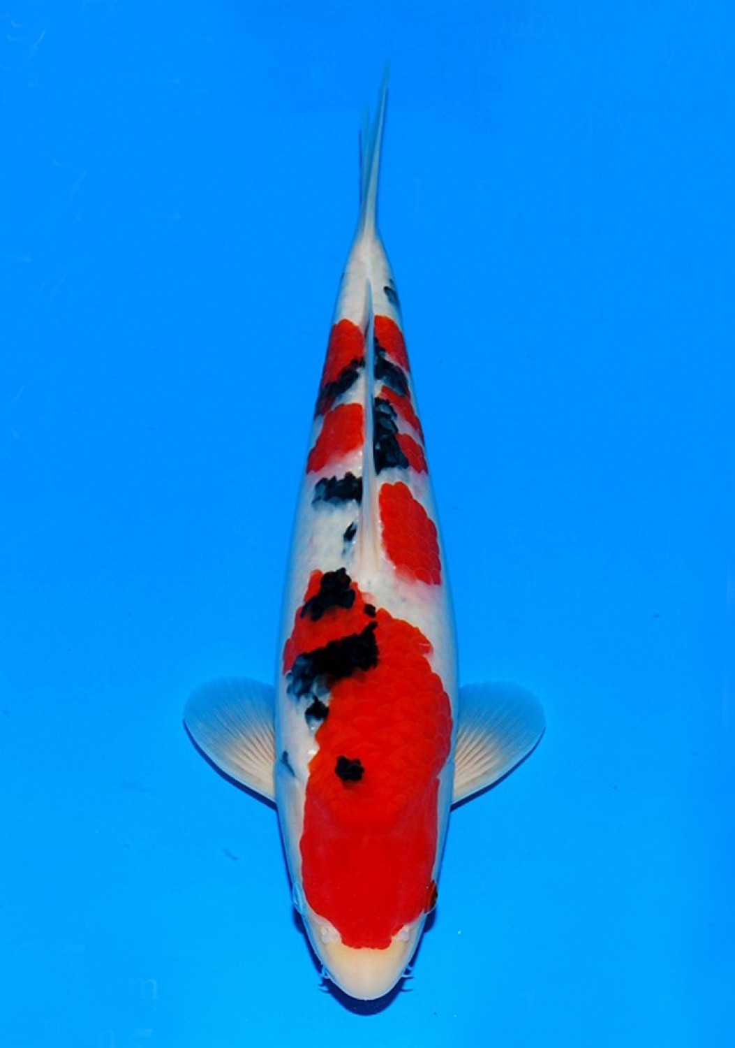 Best In Size A 51 - 55 cm