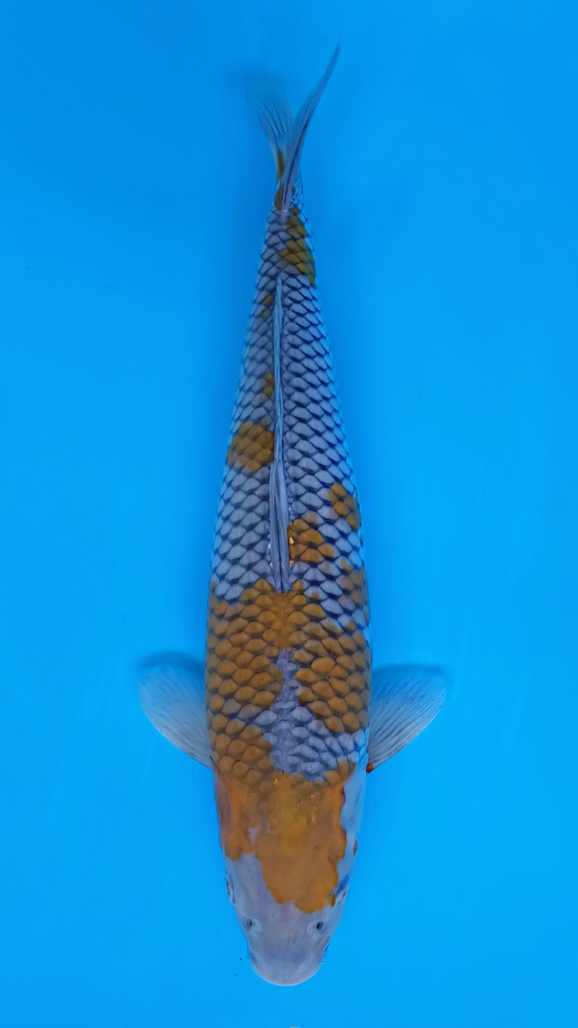 Juara 2